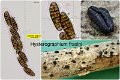 Hysterographium fraxini-amf2034-2